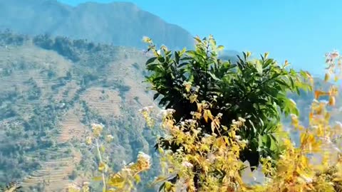 Beautiful nature view Nepal 🇳🇵