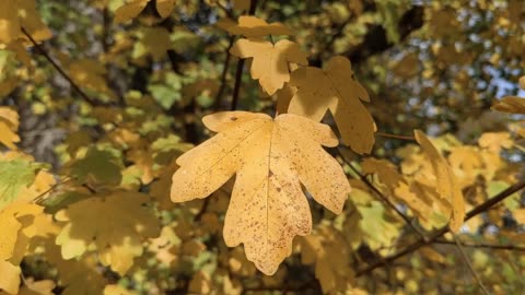 Fall from Pixabay