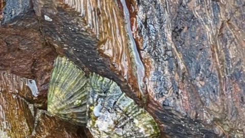 Limpets