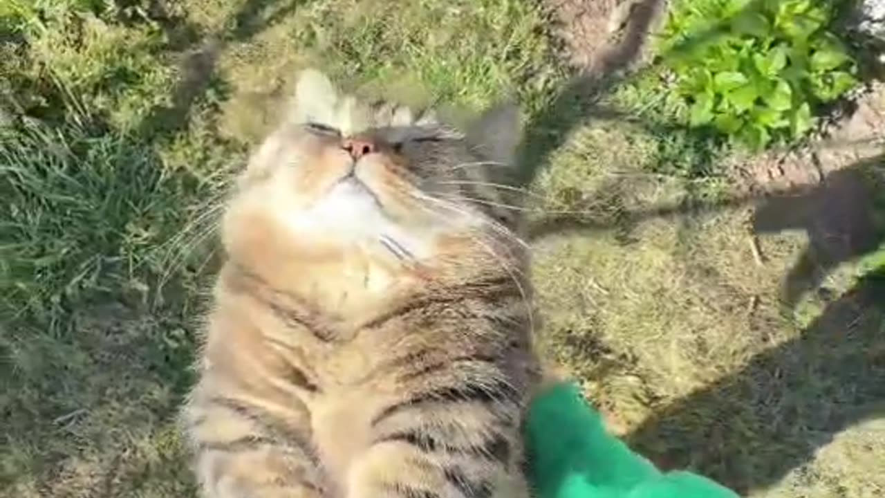 cute cat