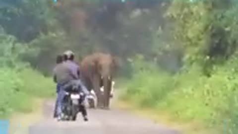 man vs elephant funny but scary moment