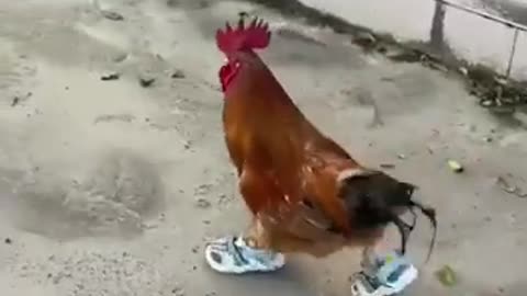 chicken core