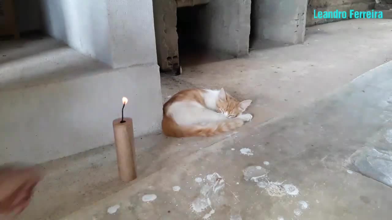 Acordar um Gato adormecido com uma bomba / Waking a sleeping cat with a bomb