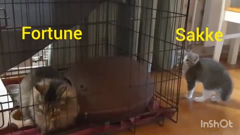 Have To Keep Them Away From Each Other