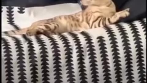 Funny videos of cat 😺🐈🤣😂