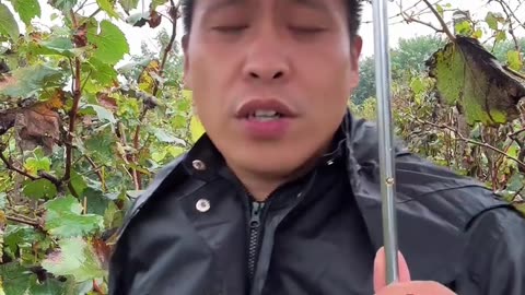 葡萄打了头 明年高产不再愁#果园管理 #果树种植 #花芽分化 #果树施肥 #果树种植技术