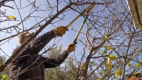 AAA Total Tree Service