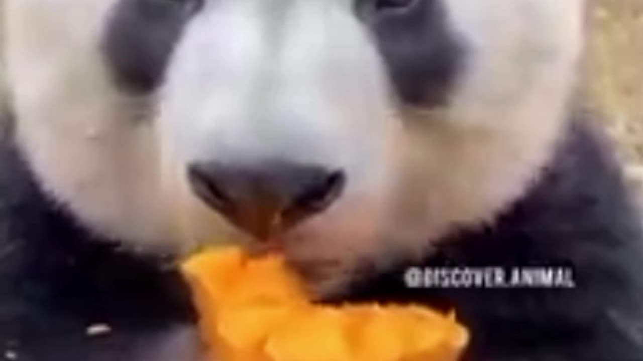 Funny Cute Animal