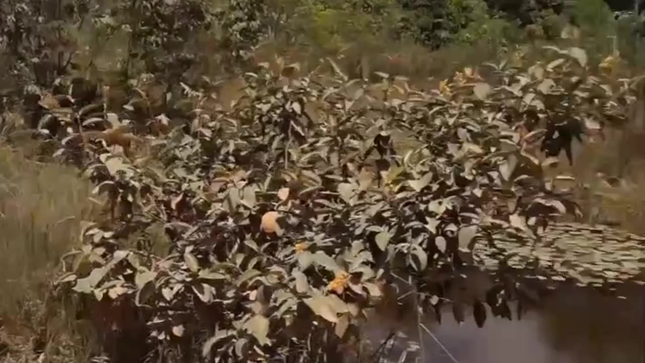Bike jump into the water via a springboard