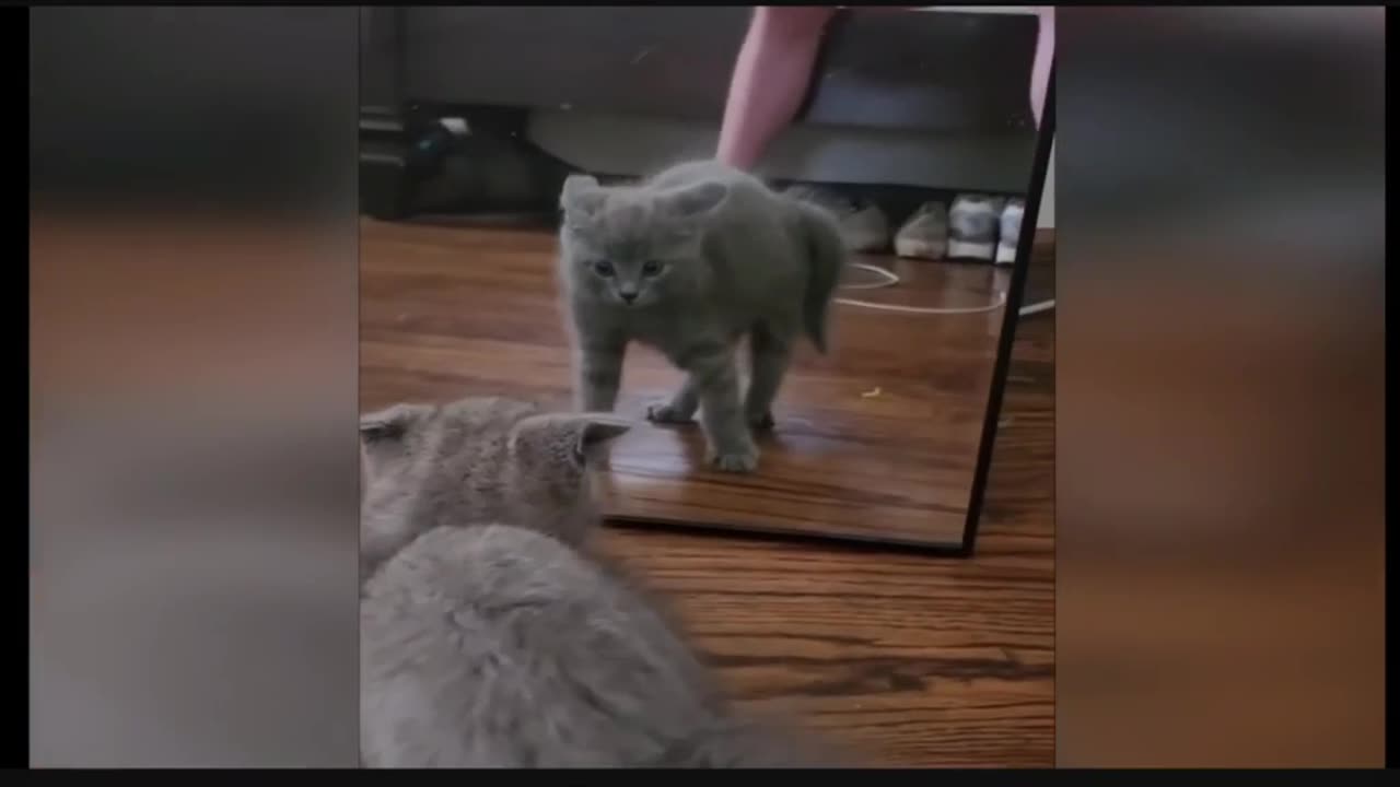 Parkour Ninja Cats