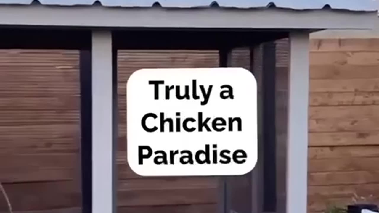 Hi-tech Chicken Coop Idea