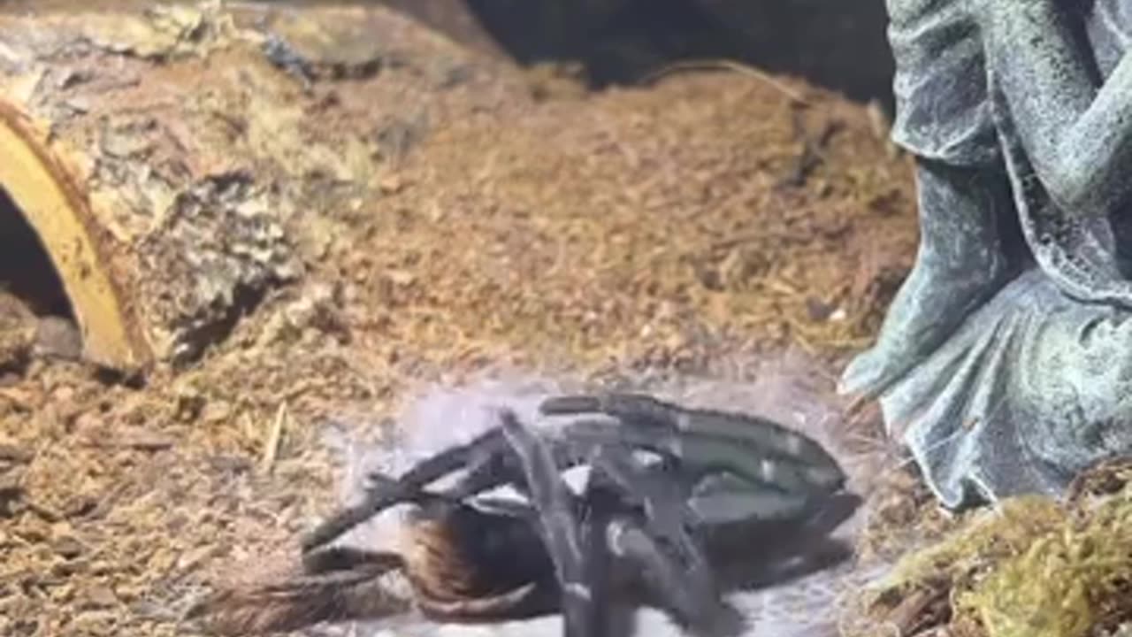 🕷️👀 Creepy Spider Leaving Its Old Corpse Behind! Unsettling Nature Scene | TheHauntingHour