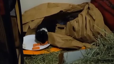 PUBERT EATS SOME CARROTS