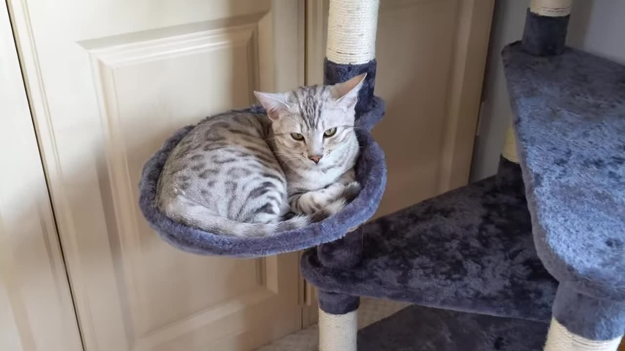 Relaxing Cat, what a cool place, Lol!