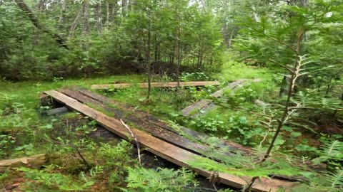 Bog Bridge