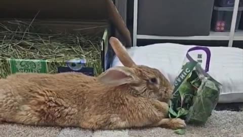 Brave Bunny, Dancing Cat & Traffic-Stopping Elephant Seal