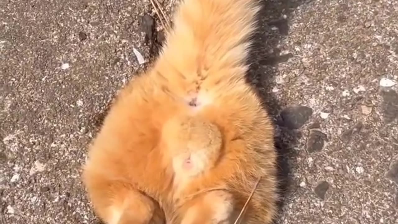Ding dong bell mode has been activated lol