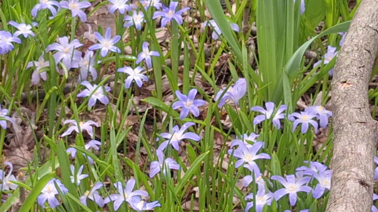 Beautiful daffodils', types of hyacinths', and tulips in an empty lot. Nature! (2)