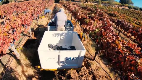 American Harvest 2023 - Mass Harvest Thousands Of Tons Of Fruits And Vegetables