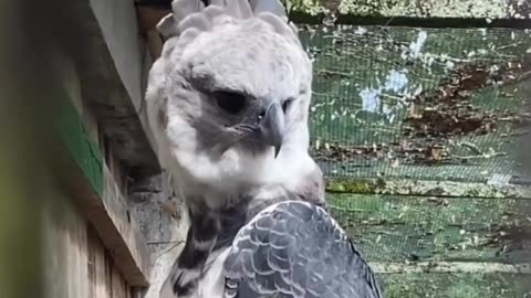 HARPY EAGLE