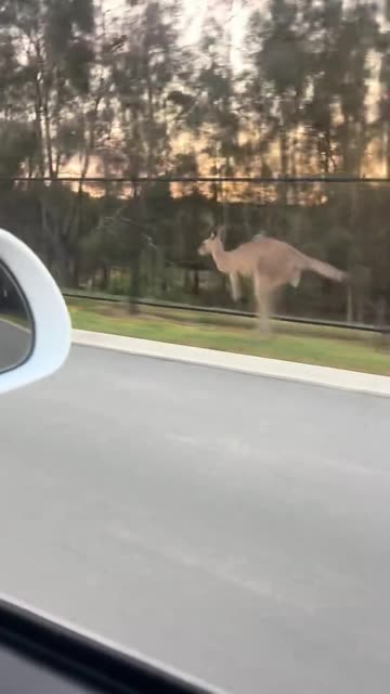 Australian kangaroo on the road