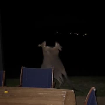 Kangaroos fighting