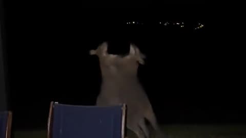 Kangaroos fighting