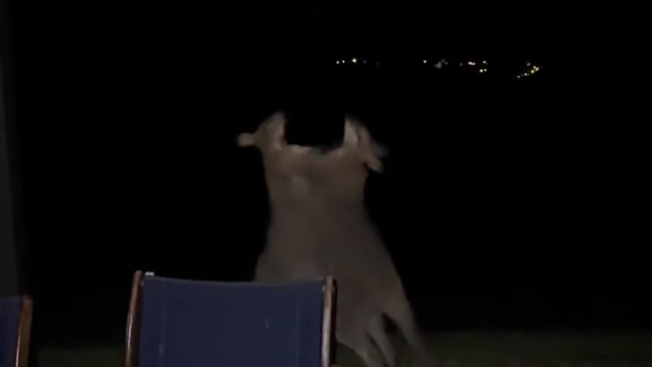 Kangaroos fighting