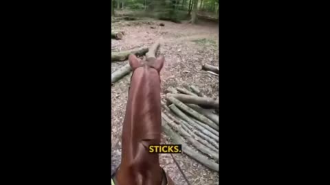 If Your Horse Could Talk What Would It Say To You