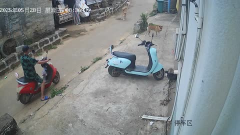 Animal Funny Videos😂😂