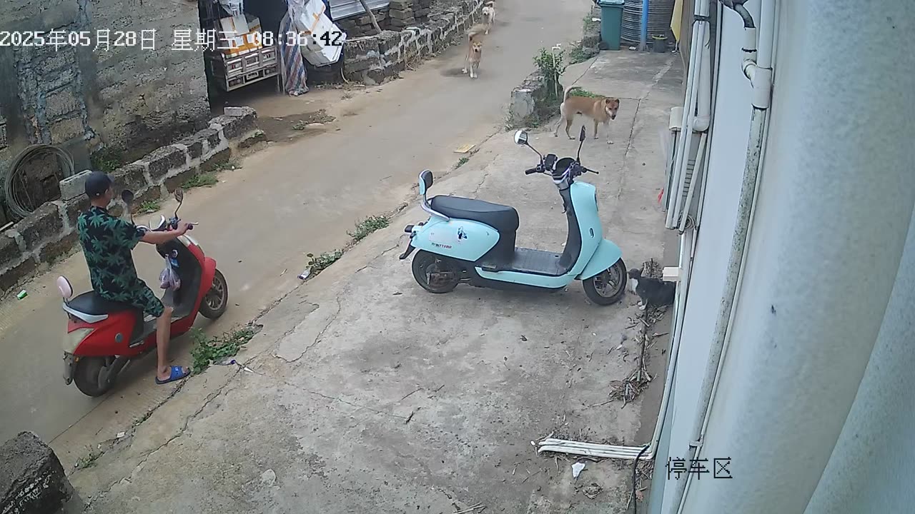 Animal Funny Videos😂😂