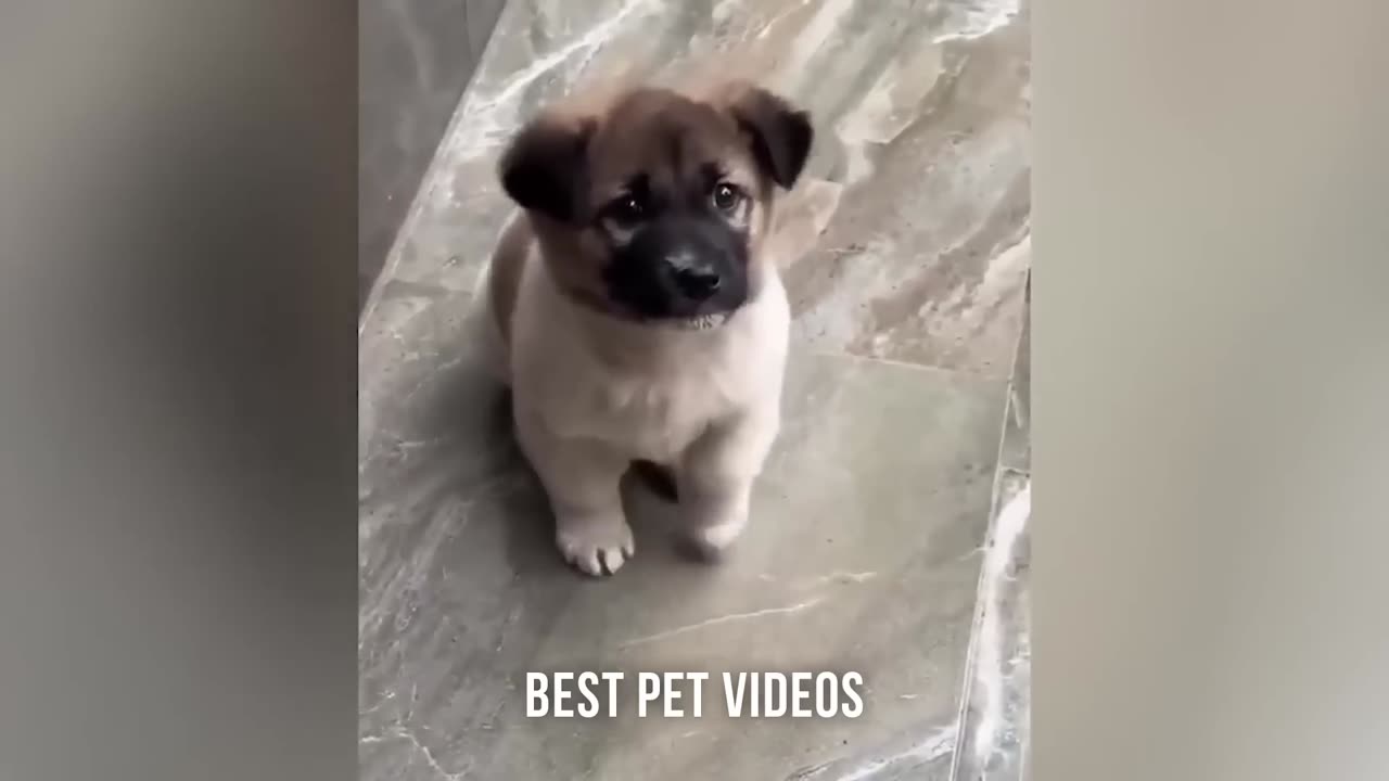 Funny Animals 🤣 New Funny Cats & Dogs Videos 😹🐶 Part 1