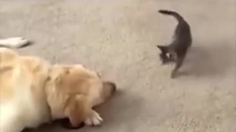 😂🐾 Attack! You Won't Believe What Happens Next! | FunFM