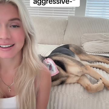 German Shepherd aggression is out of hand...