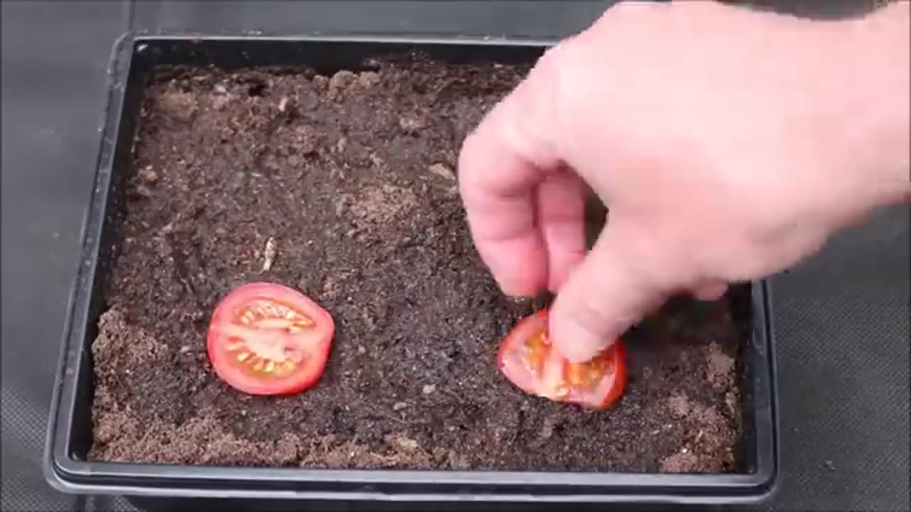 How to Grow Store-Purchased Tomatoes