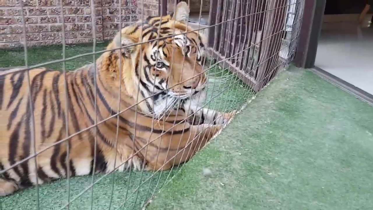 Mother cat looking out for kittens safety by the tigers