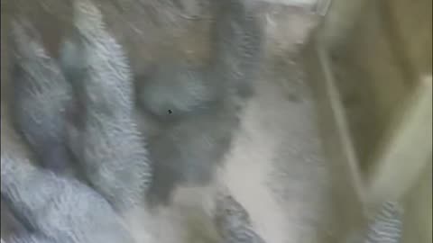 Feeding the Chicks