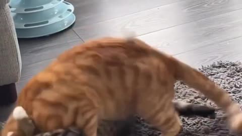 Cat-tastic Joy | Hilarious Pets on the Loose 🐱🎭