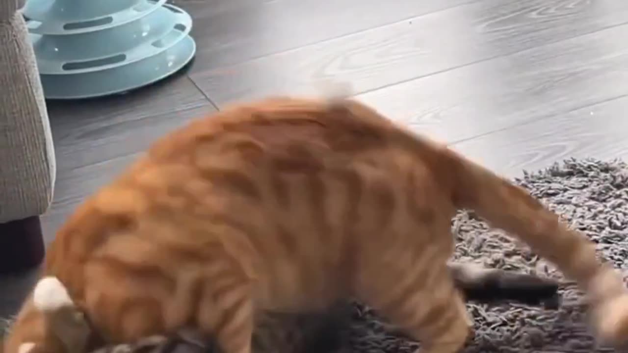 Cat-tastic Joy | Hilarious Pets on the Loose π±π