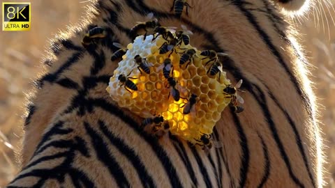 Millions of Bees Swarm a Baby Tiger – Unbelievable Jungle Scene Caught on Camera!
