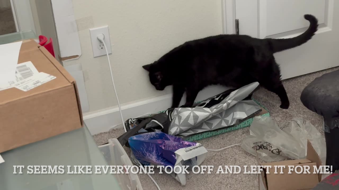 Piper Thoughts August 1 2025 - My Adopted Shelter Cat Vlog