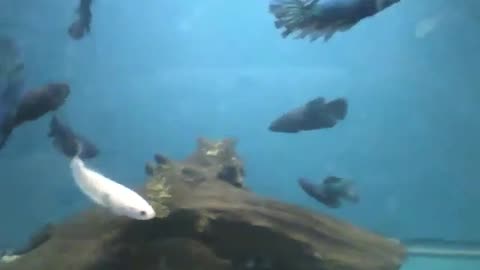 Beautiful white, blue and black fish in the aquarium at the store [Nature & Animals]