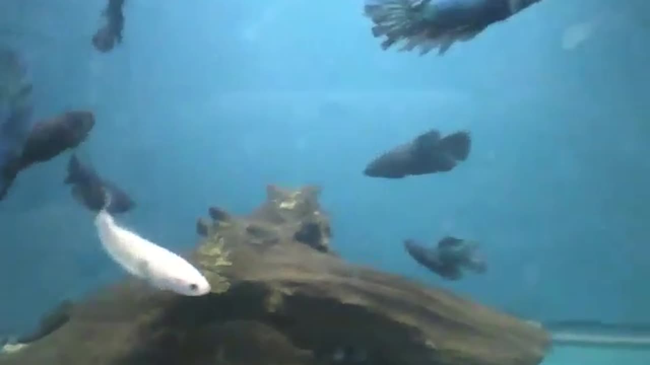 Beautiful white, blue and black fish in the aquarium at the store [Nature & Animals]