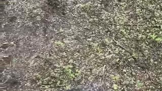 🐻😂 Nonchalant Bear Attack!! | FunFM