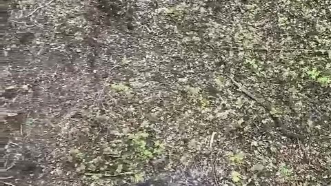 🐻😂 Nonchalant Bear Attack!! | FunFM
			