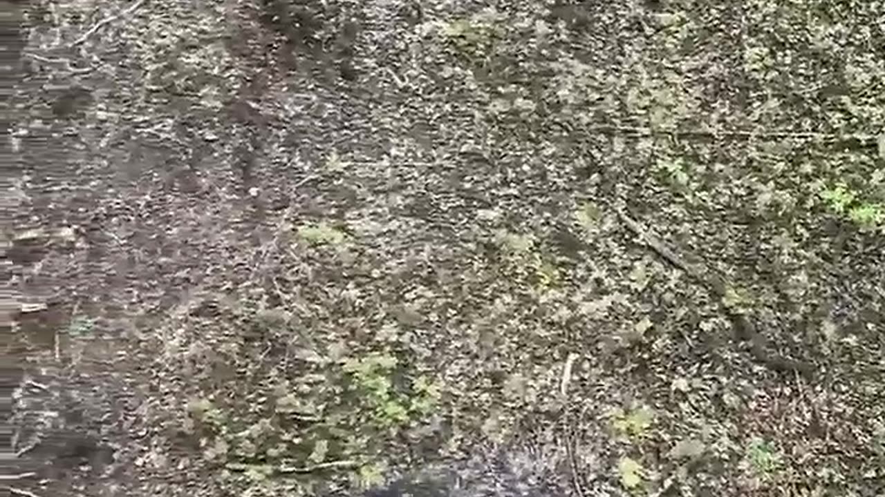 🐻😂 Nonchalant Bear Attack!! | FunFM
