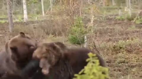 Unexpected Animal Encounters: Jingle's Wild Journey 🐶🐯