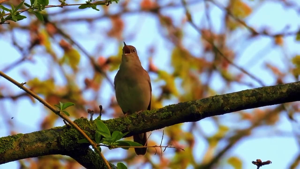 This little bird's voice is very melodious