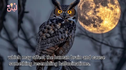 البومة التي أوقفت الزمن… ولم يجد لها العلماء تفسيرًا! | The Owl That Froze Time|ليان خميس|