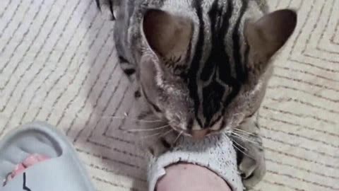 You change feet to scratch